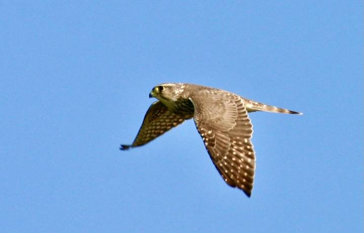 Merlin by USFWS Pacific is licensed under CC BY-NC 2.0